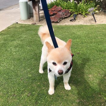 Barkbus Mobile Dog Grooming - Pet Groomers Near Me