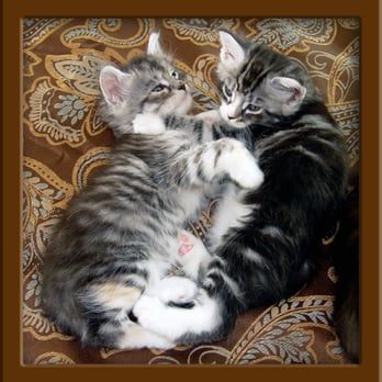 LapCats Cattery - Silver Tabby Maine Coon Kittens - Pet Services Near Me LapCats Cattery - Silver Tabby Maine Coon Kittens - Pet Services Near Me
