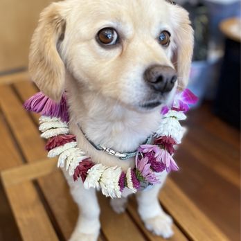 Leis By Camille - Pup Max SF wears Leis by Camille - Floral Designers Near Me - San Francisco, California