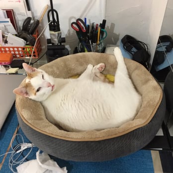 Kitty in NY - One of the pictures Anh sent us. - Pet Boarding Near Me Kitty in NY - One of the pictures Anh sent us. - Pet Boarding Near Me