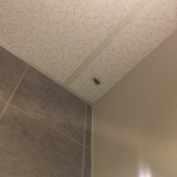 They got big cockroaches in the restroom