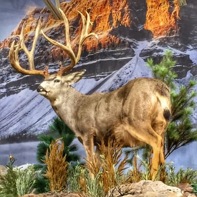 Sportsman's Warehouse by null