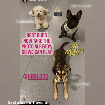 HI-BK Doggy Daycare - Pet Groomers Near Me - Brooklyn, New York HI-BK Doggy Daycare - Pet Groomers Near Me - Brooklyn, New York