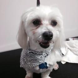 Tammy's Dog Grooming Salon - took Lil man For a haircut last Saturday and Owner Tammy was nice, place was clean, price was right