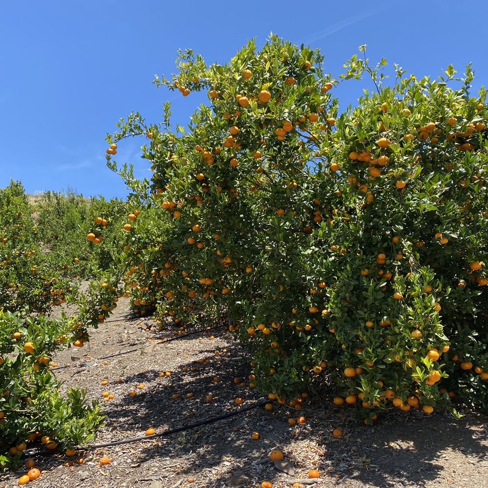 Sunmist Tangerine Farm - Lots of delicious tangerines - Pick Your Own Farms Near Me - Temecula, California