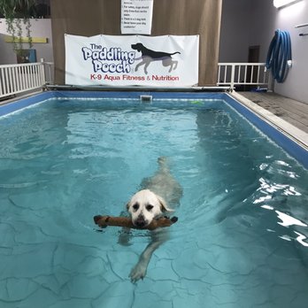 The Paddling Pooch - Maggie loves the heated pool - Pet Groomers Near Me - Bettendorf, Iowa The Paddling Pooch - Maggie loves the heated pool - Pet Groomers Near Me - Bettendorf, Iowa