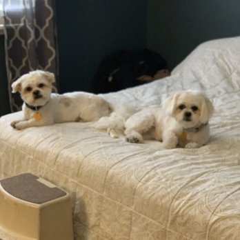 Spoiled Petz - Tired from a days work of being pampered and groomed. - Pet Groomers Near Me - Reno, Nevada Spoiled Petz - Tired from a days work of being pampered and groomed. - Pet Groomers Near Me - Reno, Nevada