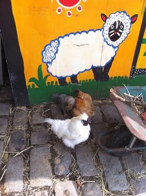 Hackney City Farm by null