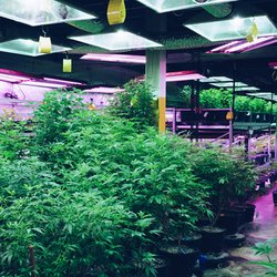 The Growology School - Learn to grow your own