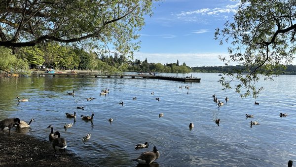 Green Lake Park by null