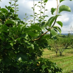 Virginia Gold Orchard