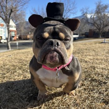 Dogs Without Borders - Community Service/Non-Profit Near Me Dogs Without Borders - Community Service/Non-Profit Near Me