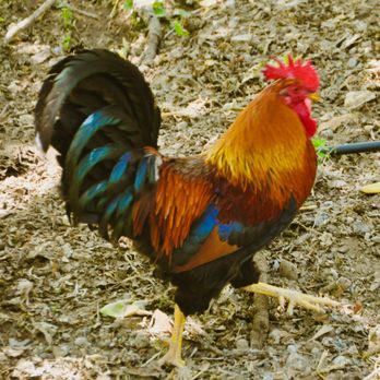 Arroyo Grande Creek - Rooster - Hiking Near Me Arroyo Grande Creek - Rooster - Hiking Near Me