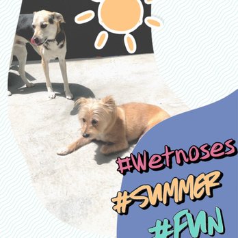 Wet Noses Pet Sitter - Wet Noses Pet Sitter - Pet Boarding Near Me - East Elmhurst, New York Wet Noses Pet Sitter - Wet Noses Pet Sitter - Pet Boarding Near Me - East Elmhurst, New York