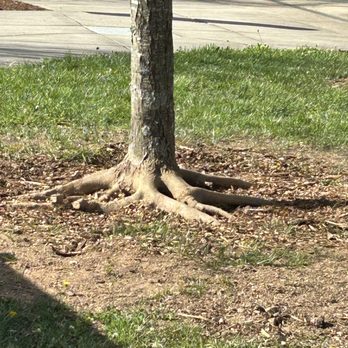 Solid Roots Tree Service - Tree Services Near Me - Wilmington, North Carolina Solid Roots Tree Service - Tree Services Near Me - Wilmington, North Carolina