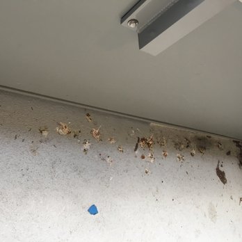 Emerald Management & Consulting - More Birdshit...An Uninterrupted Party? - Property Management Near Me - Seattle, Washington Emerald Management & Consulting - More Birdshit...An Uninterrupted Party? - Property Management Near Me - Seattle, Washington