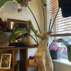 The Pink Cabbage - Greyhound Statue