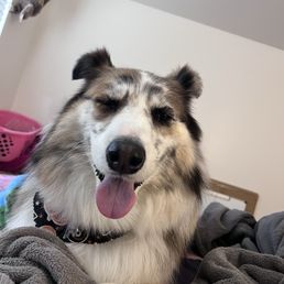 My poochie smiling My poochie smiling