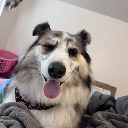 One Stop Pet Grooming - My poochie smiling