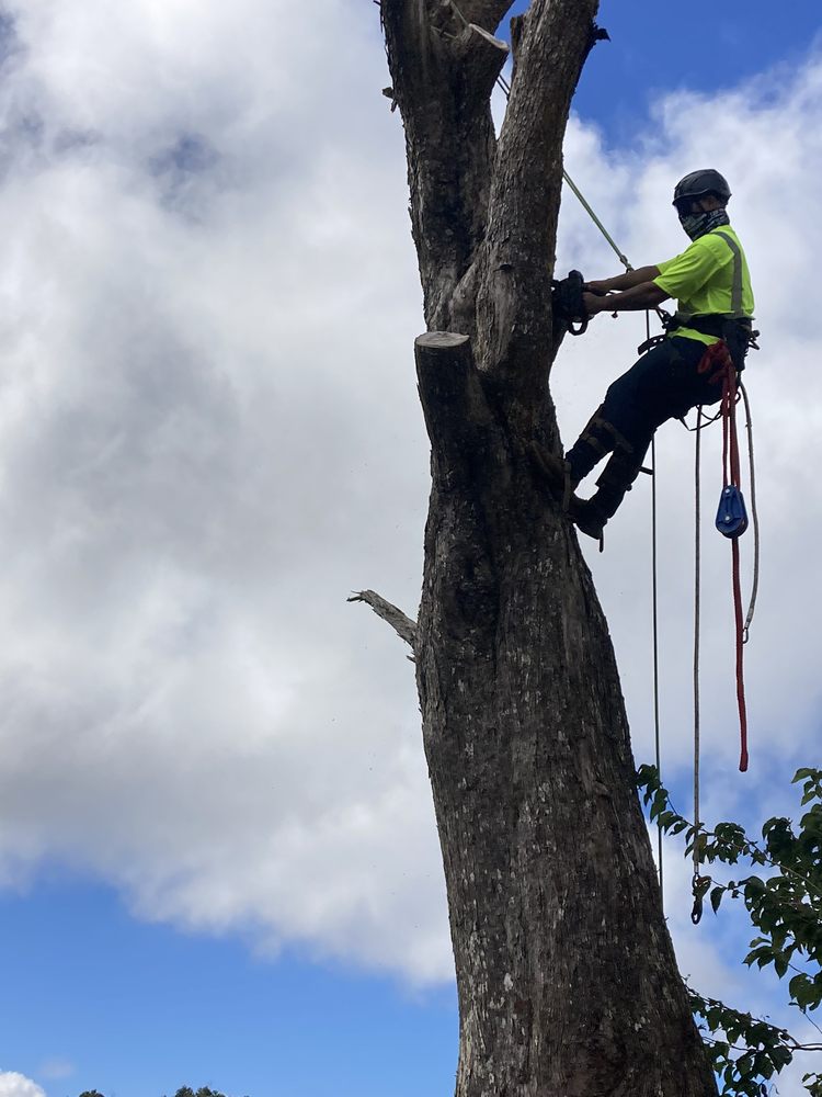 ALOHA AINA TREE SERVICE Updated September 2024 11 Photos 36th