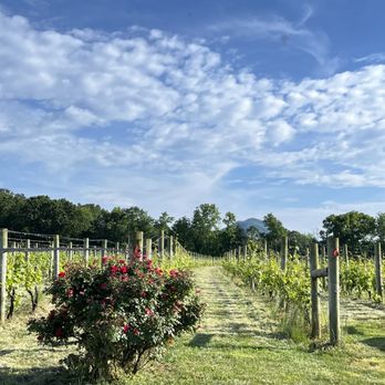 Muse Vineyards - The vines and roses - Wine Tasting Room Near Me - Woodstock, Virginia