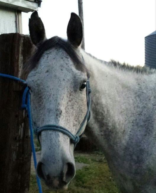 CHAMBERLAIN VETERINARY SUPPLY Updated September 2024 333 E Prospect