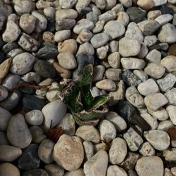 VC Builder - Plant they stepped on