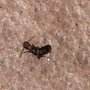Photo of Aim Pest Control