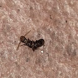 Aim Pest Control