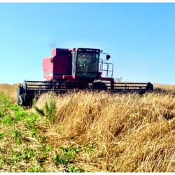 Harvesting our non-GMO Rye