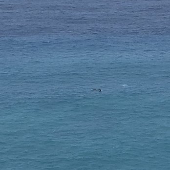 Makapu'u Point Lighthouse Trail - Small whale breaching - Hiking Near Me - Honolulu, Hawaii Makapu'u Point Lighthouse Trail - Small whale breaching - Hiking Near Me - Honolulu, Hawaii