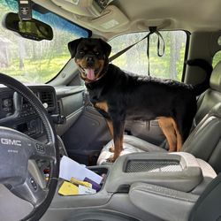 Rocky Mountain rotties - 7 mo old pup