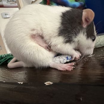 VCA Carpinteria Veterinary Hospital - Pearl recovering from surgery - Veterinarians Near Me - Carpinteria, California