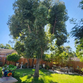 Treesmith Enterprises - Camphor tree before pruning - Tree Services Near Me - Anaheim, California Treesmith Enterprises - Camphor tree before pruning - Tree Services Near Me - Anaheim, California