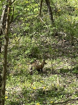 McCormick's Creek State Park by null