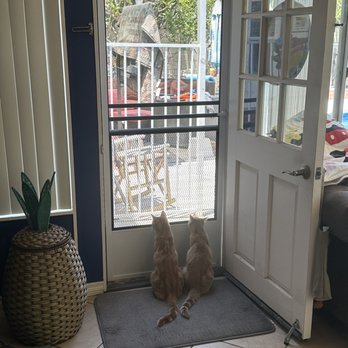 We Screen - Maui & Lilo enjoying their new screen door. - Windows Installation Near Me - Anaheim, California