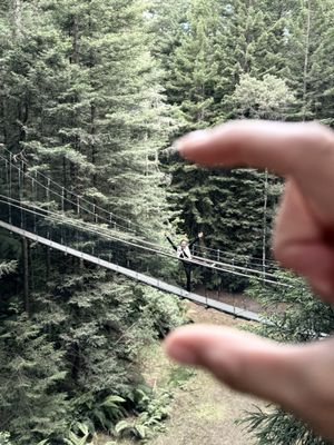 Redwoods Treewalk by null