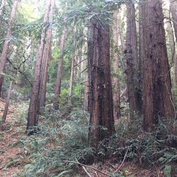 Roberts Regional Recreation Area - In the heart of the redwoods - Parks Near Me - Oakland, California