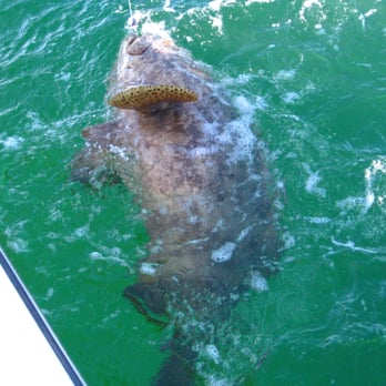 Ms. B. Haven Fishing & Eco Charters - Dad's 140 Pound Goliath Grouper - Fishing Near Me - Naples, Florida Ms. B. Haven Fishing & Eco Charters - Dad's 140 Pound Goliath Grouper - Fishing Near Me - Naples, Florida