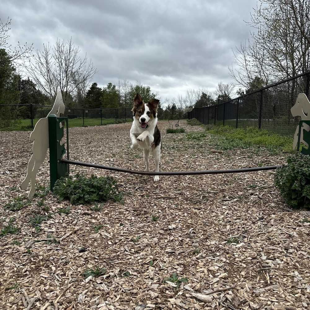 South Riding Dog Park - Agility equipment - Dog Parks Near Me - Chantilly, Virginia South Riding Dog Park - Agility equipment - Dog Parks Near Me - Chantilly, Virginia