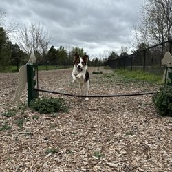 South Riding Dog Park - Agility equipment