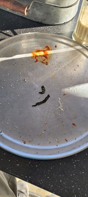 Jersey Giant Pizza by null