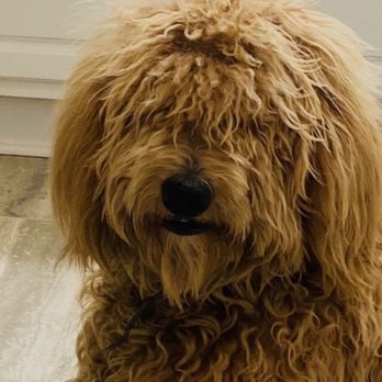 Mr Scott's Dog Spa - The before look! - Pet Groomers Near Me - North Aurora, Illinois Mr Scott's Dog Spa - The before look! - Pet Groomers Near Me - North Aurora, Illinois
