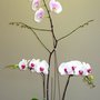 Photo of The Orchid Place
