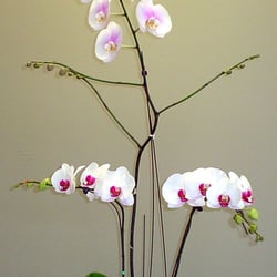 The Orchid Place