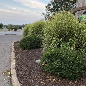 Limp Lizard - Front plants - Barbeque Near Me - Syracuse, New York