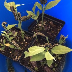 Best Value Plant Nursery - Yum!