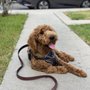 Photo of Go Go Dog Walk