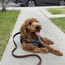 Go Go Dog Walk