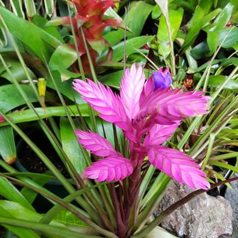 Wintergarden Pavilion Cafe - May 2015 - Tea Rooms Near Me - Auckland, AUK Wintergarden Pavilion Cafe - May 2015 - Tea Rooms Near Me - Auckland, AUK